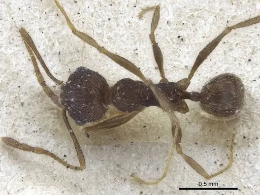 Pheidole radoszkowskii specimen CASENT0916620 image casent0916620_1