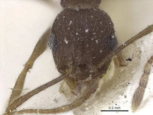 Pheidole radoszkowskii specimen CASENT0916620 image casent0916620_2