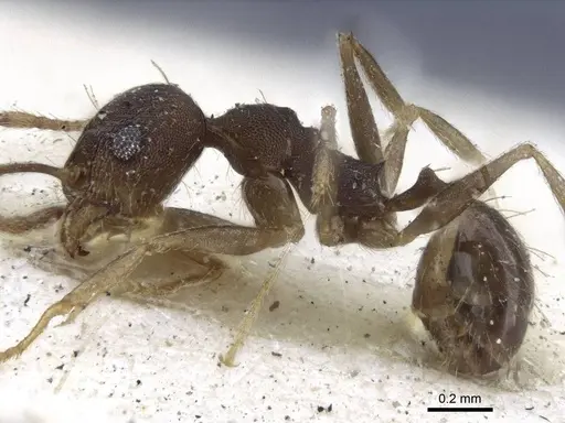 Pheidole radoszkowskii specimen CASENT0916620 image casent0916620_3