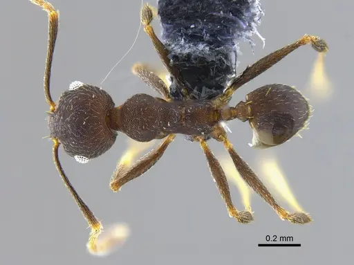 Pheidole radoszkowskii specimen CBUMAGENT42029 image cbumagent42029_1