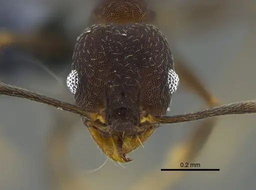 Pheidole radoszkowskii specimen CBUMAGENT42029 image cbumagent42029_2
