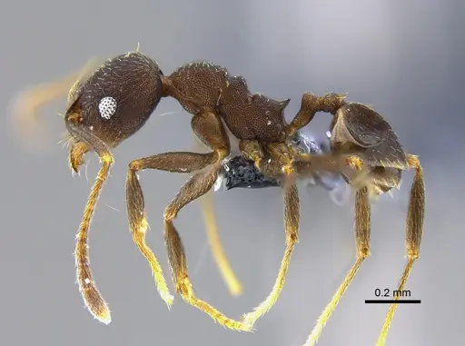 Pheidole radoszkowskii specimen CBUMAGENT42029 image cbumagent42029_3