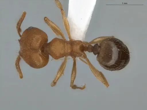 Pheidole radoszkowskii specimen ECOFOG-BUG-0057-01 image ecofog-bug-0057-01_1