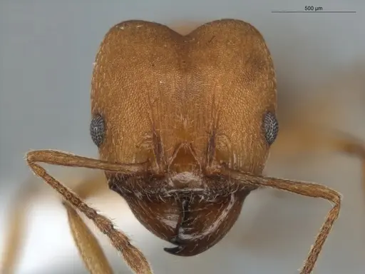Pheidole radoszkowskii specimen ECOFOG-BUG-0057-01 image ecofog-bug-0057-01_2
