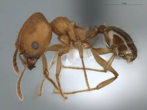 Pheidole radoszkowskii specimen ECOFOG-BUG-0057-01 image ecofog-bug-0057-01_3
