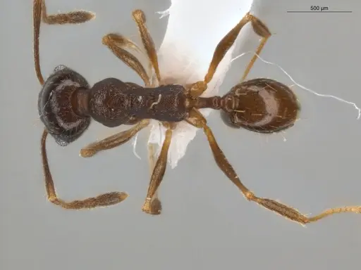 Pheidole radoszkowskii specimen ECOFOG-GAL18-0311-04 image ecofog-gal18-0311-04_1