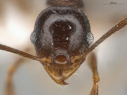 Pheidole radoszkowskii specimen ECOFOG-GAL18-0311-04 image ecofog-gal18-0311-04_2