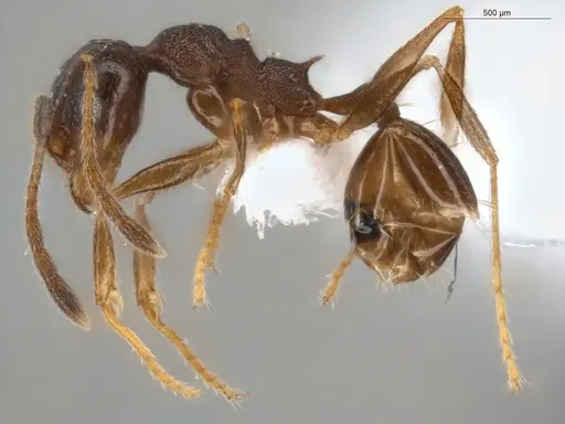 Pheidole radoszkowskii specimen ECOFOG-GAL18-0311-04 image ecofog-gal18-0311-04_3