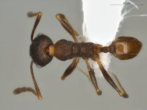 Pheidole radoszkowskii specimen ECOFOG-OI17-0080-03 image ecofog-oi17-0080-03_1