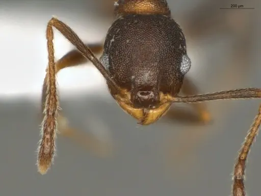 Pheidole radoszkowskii specimen ECOFOG-OI17-0080-03 image ecofog-oi17-0080-03_2