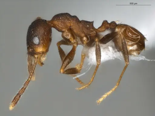 Pheidole radoszkowskii specimen ECOFOG-OI17-0080-03 image ecofog-oi17-0080-03_3