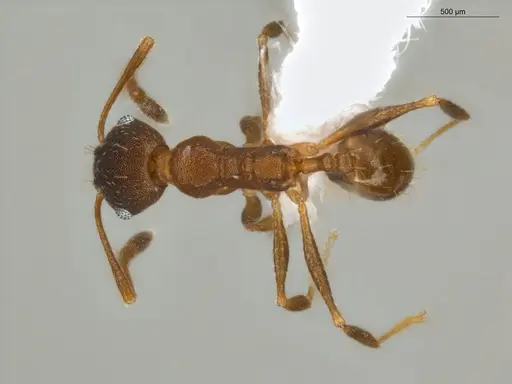 Pheidole radoszkowskii specimen ECOFOG-SAV18-0019-06 image ecofog-sav18-0019-06_1