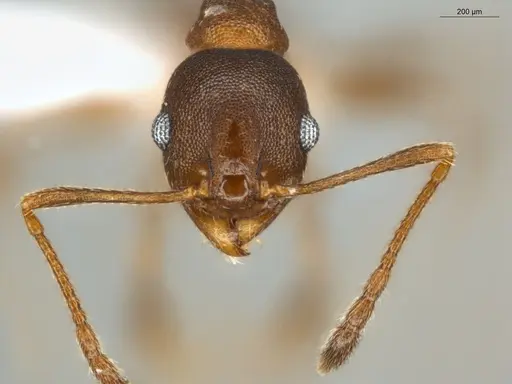 Pheidole radoszkowskii specimen ECOFOG-SAV18-0019-06 image ecofog-sav18-0019-06_2