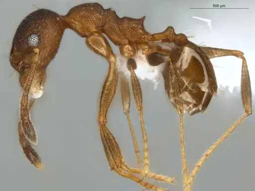 Pheidole radoszkowskii specimen ECOFOG-SAV18-0019-06 image ecofog-sav18-0019-06_3