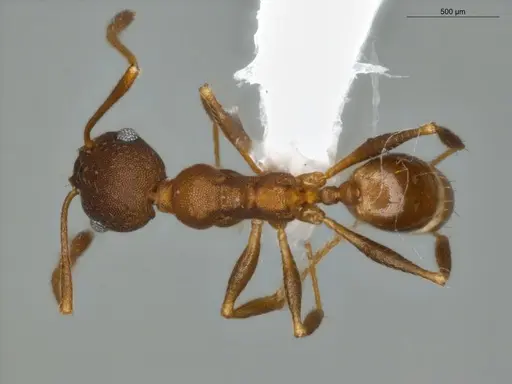 Pheidole radoszkowskii specimen ECOFOG-SG17-0103-11 image ecofog-sg17-0103-11_1