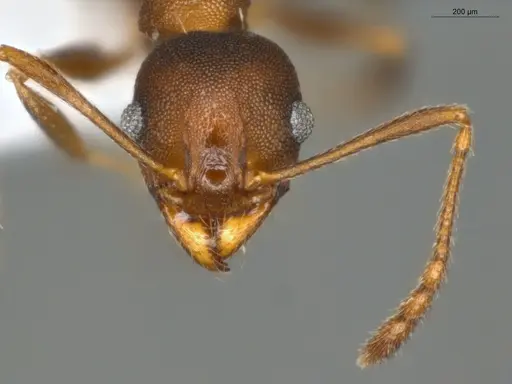 Pheidole radoszkowskii specimen ECOFOG-SG17-0103-11 image ecofog-sg17-0103-11_2