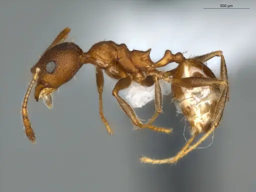 Pheidole radoszkowskii specimen ECOFOG-SG17-0103-11 image ecofog-sg17-0103-11_3