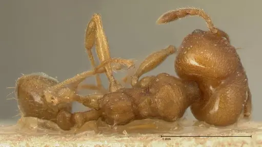 Pheidole radoszkowskii specimen FOCOL1430 image focol1430_1