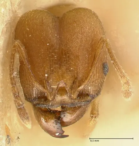 Pheidole radoszkowskii specimen FOCOL1430 image focol1430_2