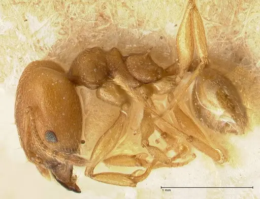Pheidole radoszkowskii specimen FOCOL1430 image focol1430_3