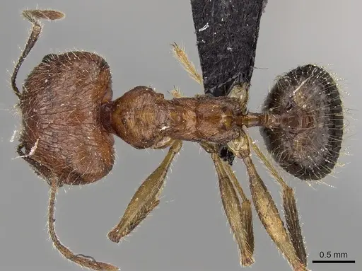 Pheidole ragnax specimen CASENT0132467 image casent0132467_1