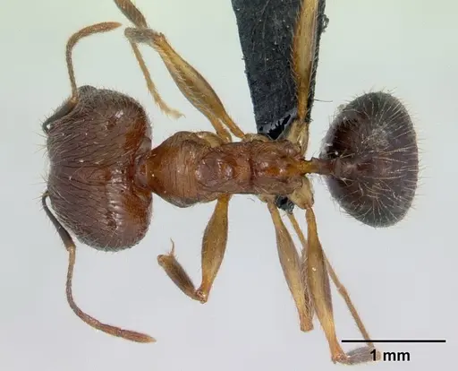 Pheidole ragnax specimen CASENT0132467 image casent0132467_2