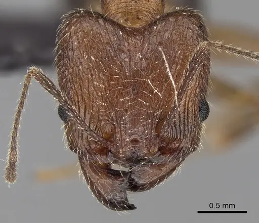 Pheidole ragnax specimen CASENT0132467 image casent0132467_3