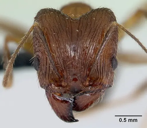 Pheidole ragnax specimen CASENT0132467 image casent0132467_4