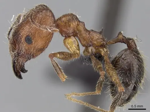 Pheidole ragnax specimen CASENT0132467 image casent0132467_5