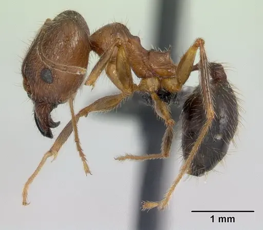 Pheidole ragnax specimen CASENT0132467 image casent0132467_6