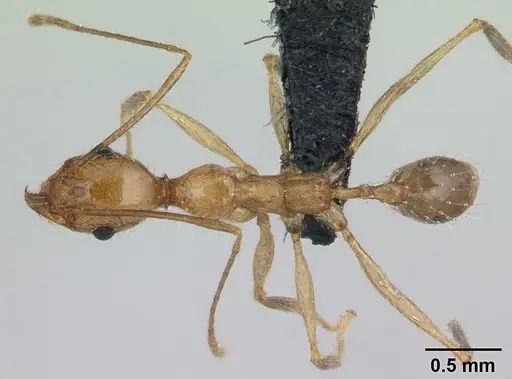 Pheidole ragnax specimen CASENT0136790 image casent0136790_1