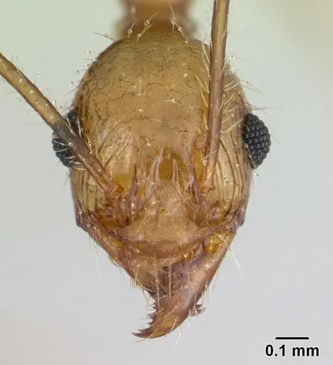 Pheidole ragnax specimen CASENT0136790 image casent0136790_2
