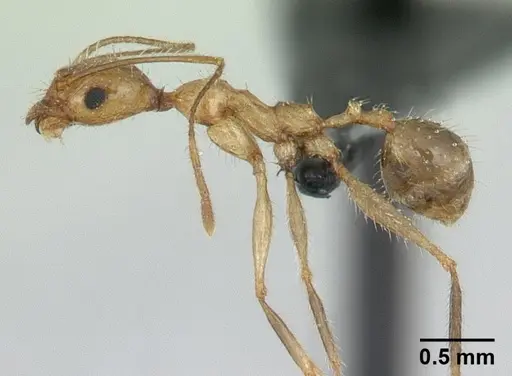 Pheidole ragnax specimen CASENT0136790 image casent0136790_3