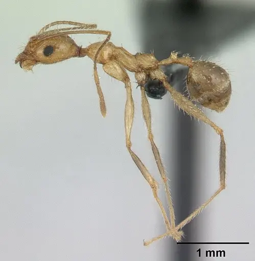 Pheidole ragnax specimen CASENT0136790 image casent0136790_4