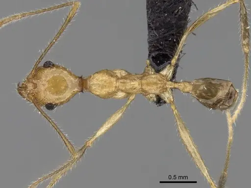 Pheidole ragnax specimen CASENT0136791 image casent0136791_1