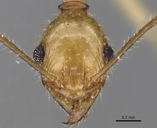 Pheidole ragnax specimen CASENT0136791 image casent0136791_2