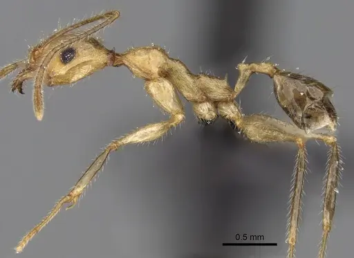 Pheidole ragnax specimen CASENT0136791 image casent0136791_3