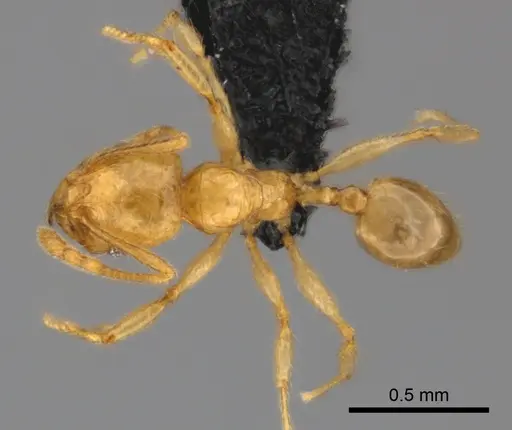 Pheidole ranohirensis specimen CASENT0490756 image casent0490756_1