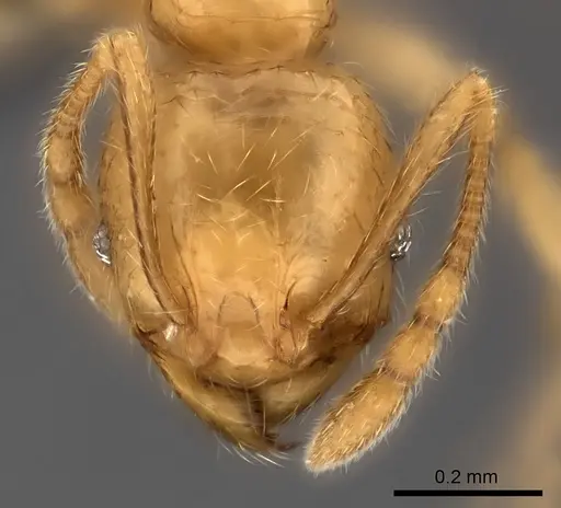 Pheidole ranohirensis specimen CASENT0490756 image casent0490756_2