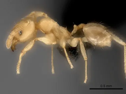 Pheidole ranohirensis specimen CASENT0490756 image casent0490756_3