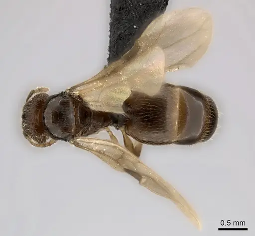 Pheidole ranohirensis specimen CASENT0490757 image casent0490757_1