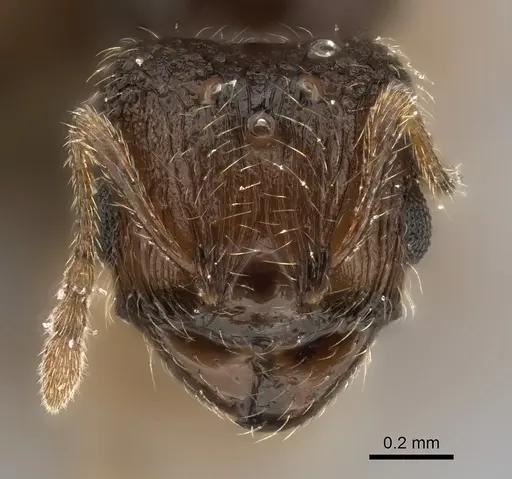 Pheidole ranohirensis specimen CASENT0490757 image casent0490757_2