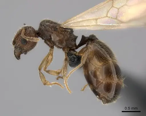 Pheidole ranohirensis specimen CASENT0490757 image casent0490757_3