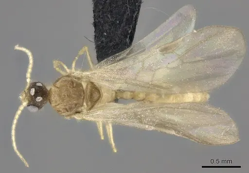Pheidole ranohirensis specimen CASENT0490850 image casent0490850_1
