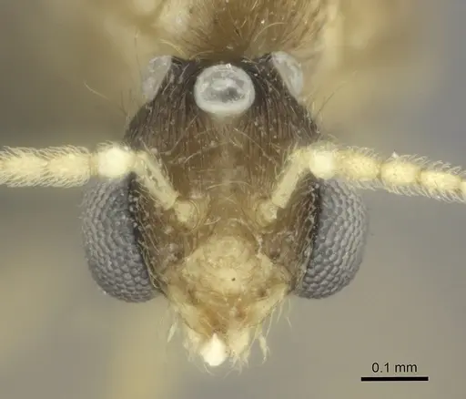 Pheidole ranohirensis specimen CASENT0490850 image casent0490850_2