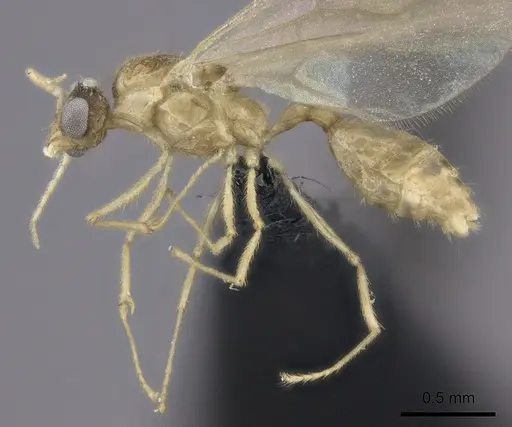 Pheidole ranohirensis specimen CASENT0490850 image casent0490850_3