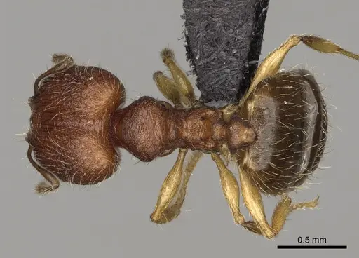 Pheidole ranohirensis specimen CASENT0490851 image casent0490851_1