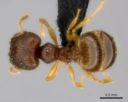 Pheidole ranohirensis specimen CASENT0490851 image casent0490851_2