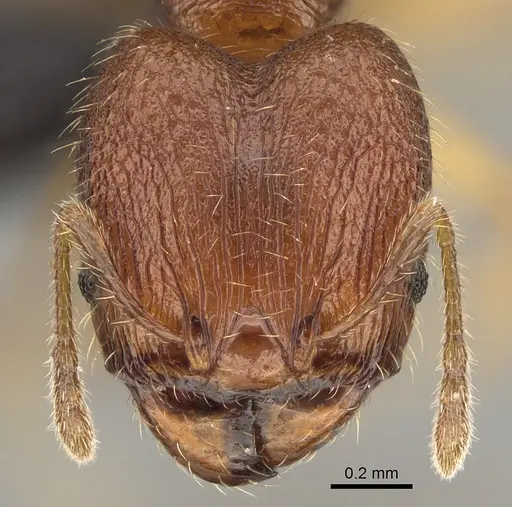 Pheidole ranohirensis specimen CASENT0490851 image casent0490851_3