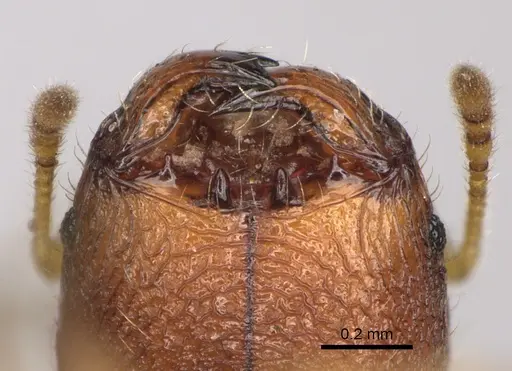 Pheidole ranohirensis specimen CASENT0490851 image casent0490851_4